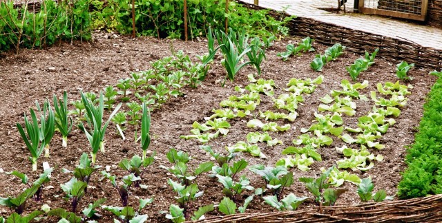 5 étapes simples pour installer votre propre système goutte à goutte dans votre jardin