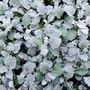 5 raisons pour lesquelles les jardiniers aiment la réglisse