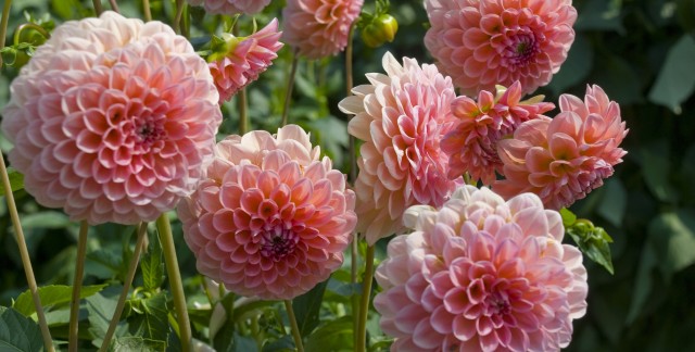 Comment entreposer les tubercules de dahlias au cours de l'hiver