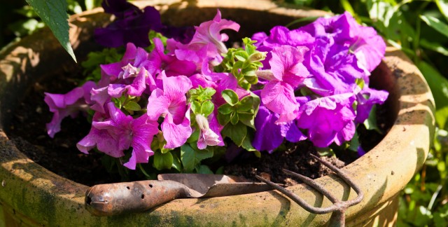 Quelques avantages impressionnants des bacs de jardins