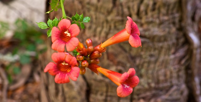 5 conseils pour cultiver un magnifique jasmin de Virginie aux allures luxuriantes