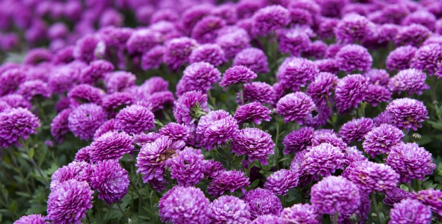 Apprendre à cultiver de magnifiques chrysanthèmes 