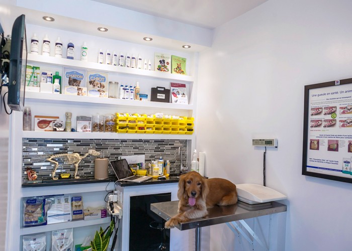 Clinique Vétérinaire Rue Ontario Montréal Portrait de l’entreprise