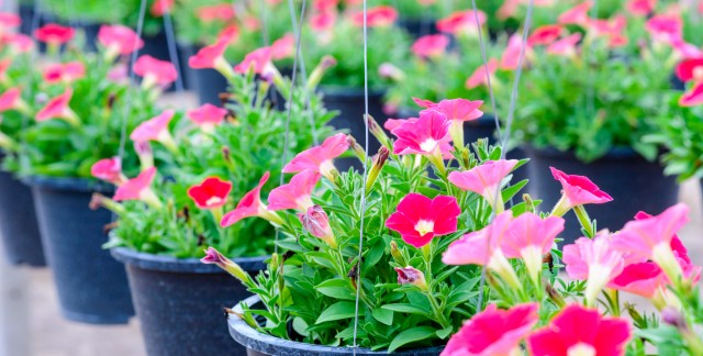 3 conseils pour commencer et entretenir un jardin en pot