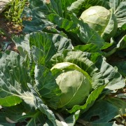 Les plantes annuelles ne nécessitant pas de soins: la floraison du chou