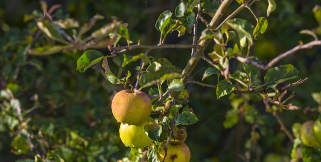 Des façons simples de tailler et former vos arbres et arbustes fruitiers