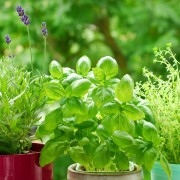 6 recettes pour utiliser vos herbes du jardin