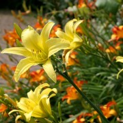 5 conseils pour faire pousser des hémérocalles