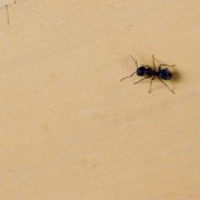 Quoi savoir sur les parasites domestiques les plus courants