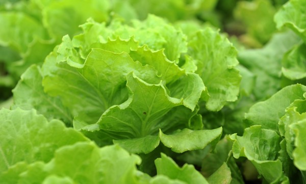 Légumes-feuilles sains pour rehausser vos salades