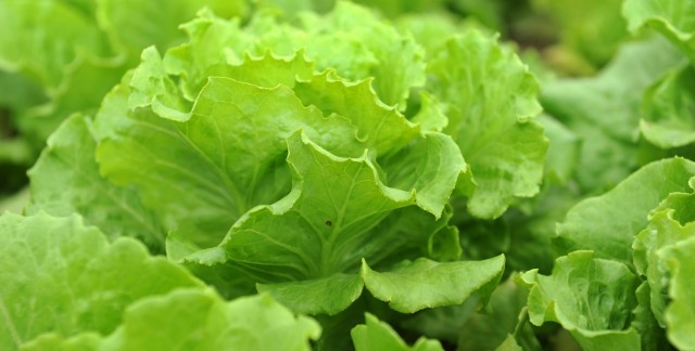 7 fruits et légumes que vous devriez acheter bio