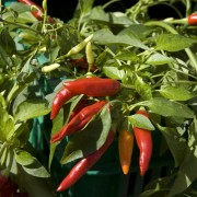 9 astuces à la culture du piment