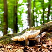 Cuisine: cueillir les bonnes plantes dans la nature