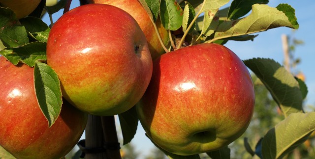Comment tailler vos arbres pour de meilleures pommes