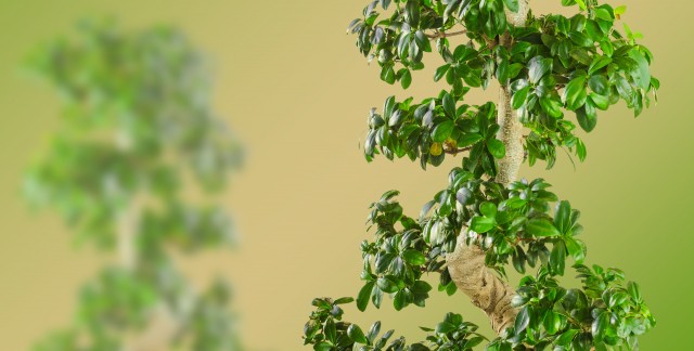 Apprendre à tailler à la main votre arbre nain