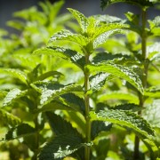 6 conseils pour cultiver la menthe