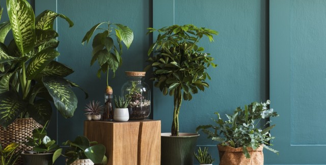 7 façons dont les plantes d'intérieur sont bonnes pour la santé