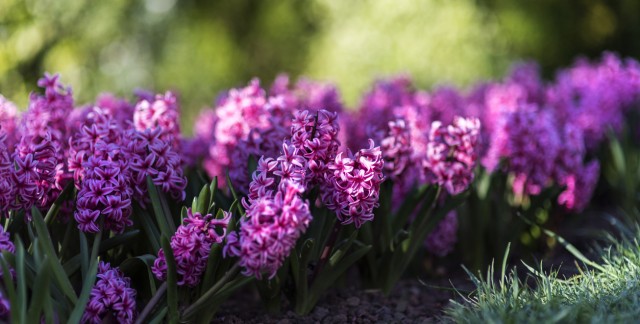 Faites pousser de belles jacinthes des bois dans votre jardin du printemps