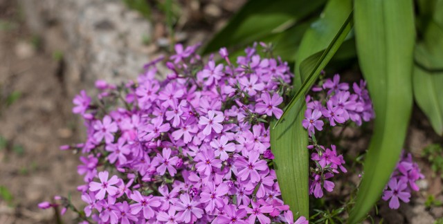 Des vivaces sans tracas pour le printemps: le Phlox divaricata
