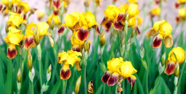 6 conseils pour avoir de magnifiques iris dans votre jardin