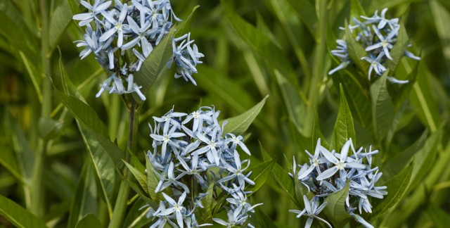 Conseils malins pour cultiver la Bluestar