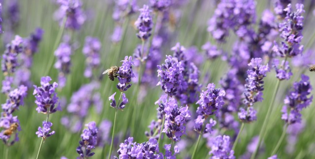 7 faits que tout jardinier doit connaître à propos de la lavande