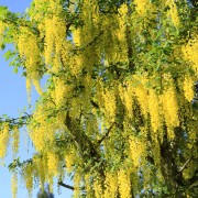 10 arbres décoratifs à planter près de chez vous