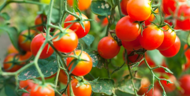 4 conseils d'élagage pour des pieds de tomates sains